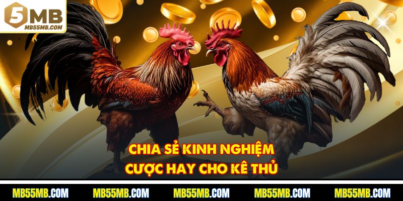 Chia sẻ kinh nghiệm cược hay cho kê thủ