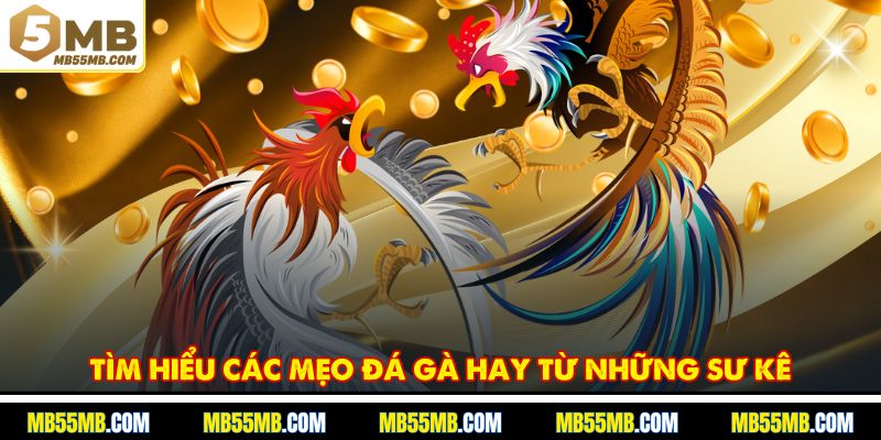 Tìm hiểu các mẹo đá gà hay từ những sư kê