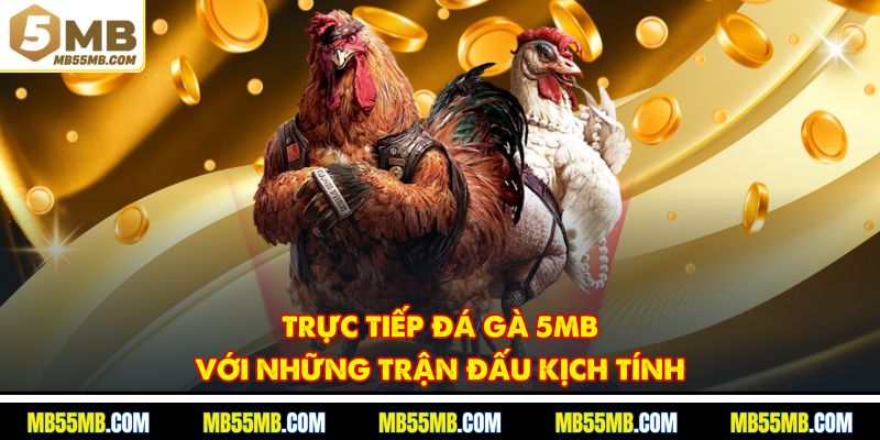 Trực tiếp đá gà 5MB với những trận đấu kịch tính